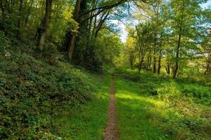 path through a forest with trees and bushes. The path is lined with green grass and leaves photo