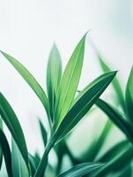 Close up of green leaves on a white background photo