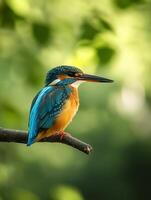 Kingfisher bird on a branch photo