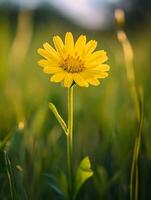 A single yellow flower stands out in the grass photo