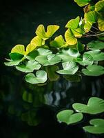 A pond with green leaves floating on top of it photo