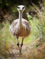 An ostrich walking through the grass photo
