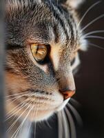 A close up of a cat's face photo