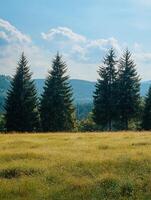 A field with trees and grass in the middle photo