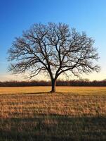 A large tree in a field with no leaves photo