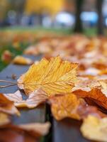 Autumn leaves on a bench photo