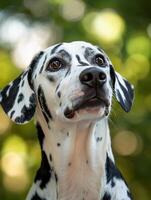 A dalmatian dog looking up at the sky photo