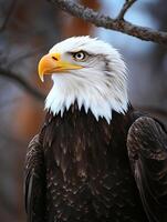 A bald eagle with a yellow beak photo