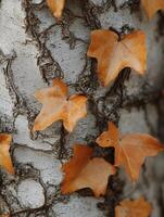 A close up of a tree with leaves on it photo