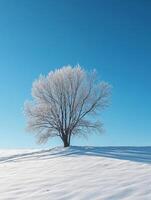 A lone tree in a snowy field photo