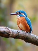 A kingfisher sits on a branch in the forest photo