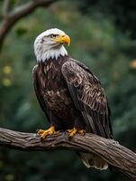 A bald eagle perched on a tree branch photo