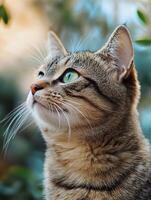 A cat with green eyes looking up photo