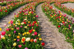 A stunning shot of a tulip field in full bloom, showcasing vibrant colors that stretch far. The tulips are in neat rows, creating a mesmerizing pattern under the warm sun, Netherlands photo