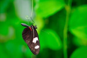 A black and white butterfly with red accents is hanging on a thin branch. The background is a lush green blur. The butterfly is in focus and looks very delicate and graceful. photo