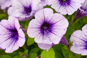 A beautiful close-up photograph of purple petunia flowers in full bloom. The delicate petals and vibrant hue of the flowers create a stunning visual that is sure to captivate and delight. photo