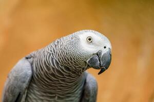 A beautiful African Grey Parrot with bright white feathers and a black beak is isolated on a solid color background. The parrot is looking at the camera with its head turned slightly to the left. photo