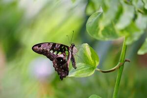 An isolated dark butterfly with delicate white dots on its wings gracefully rests on a vibrant green leaf, bathed in sunlight, while the background features a soft blur of lush green foliage. photo