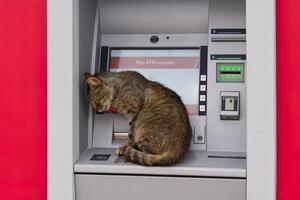 A gray cat with white paws and a white belly is sitting on top of an ATM in front of a red wall. The cat has its eyes closed and looks very relaxed. The ATM is a gray color with a black screen. photo