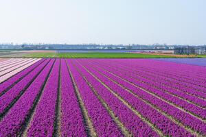 A stunning shot of a vibrant purple flower field stretching as far as the eye can see, set against a clear blue sky. Perfect for backgrounds, travel, and nature themes, Netherlands photo
