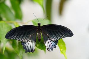 A stunning black butterfly with delicate white markings on its wings is perched on a lush green leaf. The butterflys wings are spread wide, displaying their intricate patterns. photo