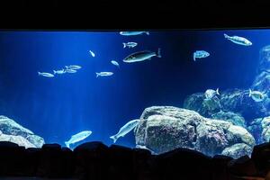 A large aquarium tank showcases a vibrant school of colorful fish swimming gracefully. Rocks are scattered on the bottom, with clear blue water and aquatic plants enhancing the serene scene. photo