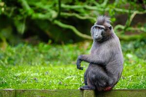 Barbary macaque monkey sitting on a wooden fence in a green park. The monkey has dark fur and a calm expression, looking to the left. The blurred background features lush trees and bushes. photo