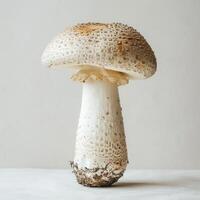 A white, textured mushroom cap with a brown stem. It is placed against a plain grey backdrop. photo