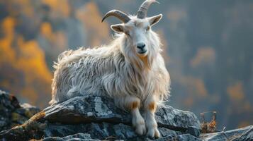 A mountain goat is perched on a rocky outcrop with the mountains in the background. photo