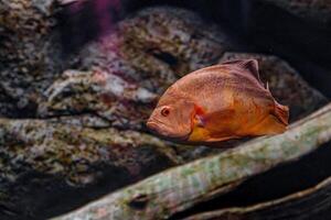 Underwater photography of Oscar fish fish photo