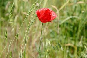 Beautiful red poppies on the field photo