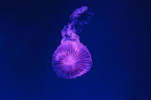 underwater shooting of beautiful Chrysaora hysoscella photo