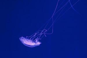 underwater shooting of beautiful Amakusa Jellyfish small Sanderia Malayensis photo
