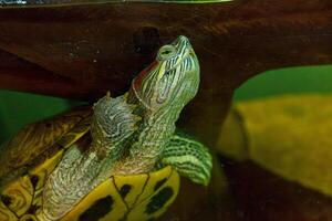 underwater photography of fish Trachemys scripta elegans photo