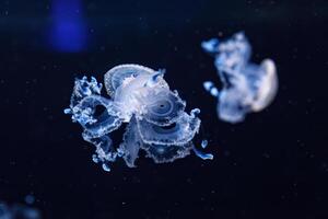 underwater shot of a beautiful Australian Spotted Jellyfish photo