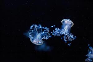 underwater shot of a beautiful Australian Spotted Jellyfish photo