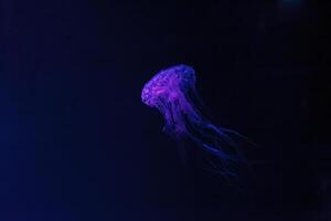 underwater shot of beautiful Chrysaora quinquecirha photo