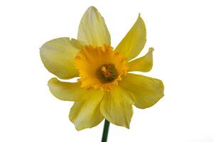 beautiful yellow flowers daffodils in a vase on a white background photo