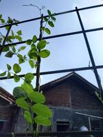 A vine with lush green leaves climbs a metal fence against a clear blue sky, with a rustic brick house in the background. photo