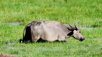 A water buffalo is standing in the grass video