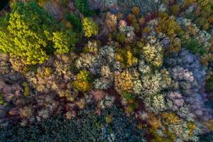 deciduous forest in autumn, aerial overhead view with drone. Autumnal seasonal background concept photo