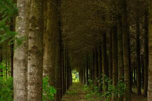 selective focus, view inside a coniferous plantation on a sunny summer day. Deforestation background concept photo