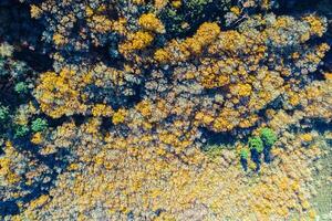 mountainside with a deciduous forest in autumn, seasonal background autumnal concept. Aerial top view image from drone photo