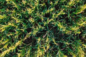 corn field seen from a drone, zenithal image at sunset. Texture for agricultural backgrounds, aerial view. photo