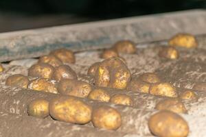freshly harvested potatoes on a conveyor belt for sorting according to size background photo