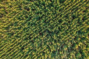 corn field seen from a drone, directly above image at sunset. Texture for agricultural backgrounds, aerial view. photo