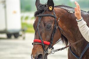 head of a racehorse in a speed competition at an equestrian event photo