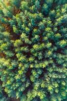 canopy of a pine forest, aerial view with drone. Autumnal seasonal background photo