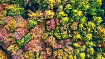 Drone view of a mixed forest in Northern Europe with bright autumn colors. photo