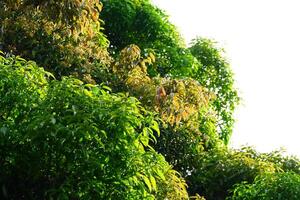 photography of dense green mango tree leaves against a sky background photo